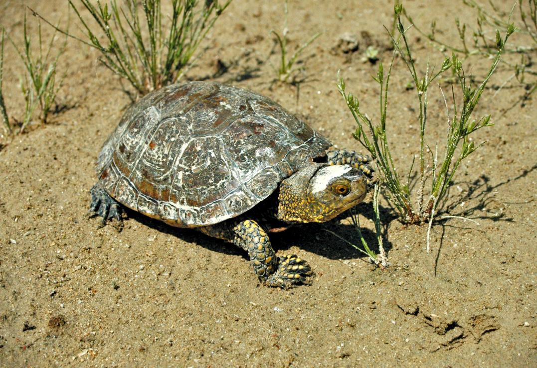 Tarsia lago fauna Tartaruga di Hermann - Meraviglie di Calabria - 24