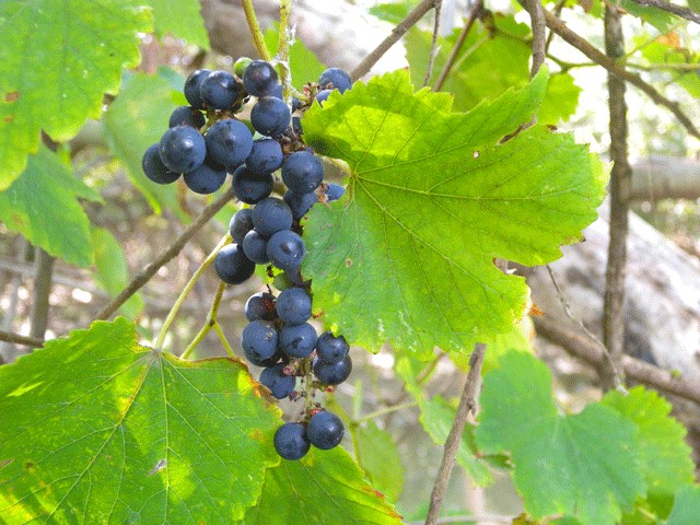 Tarsia lago vite selvatica - Meraviglie di Calabria - 26
