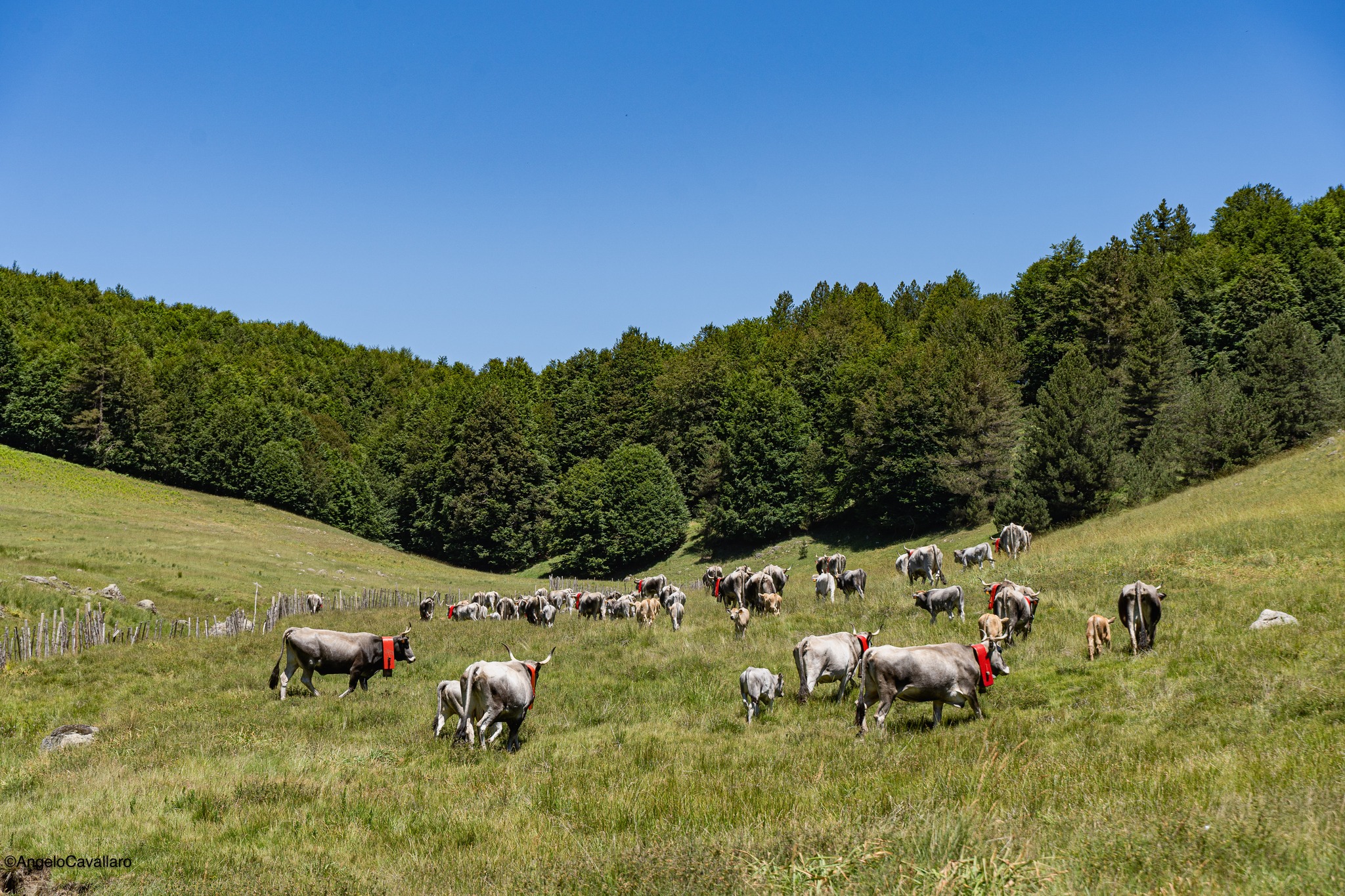 Transumanza ph Angelo Cavallaro 1 - Meraviglie di Calabria - 10