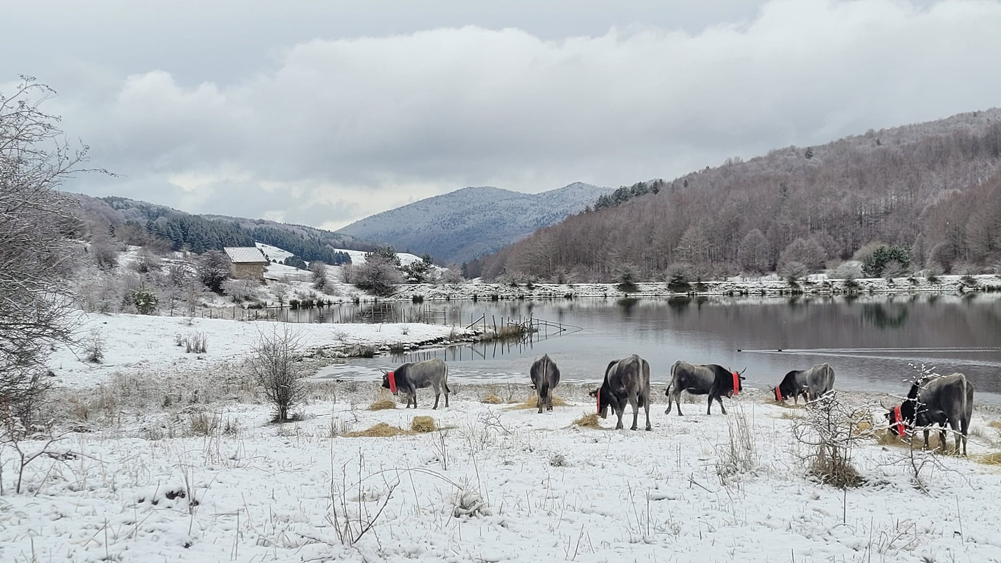 Transumanza ph Antonio Mancuso - Meraviglie di Calabria - 12
