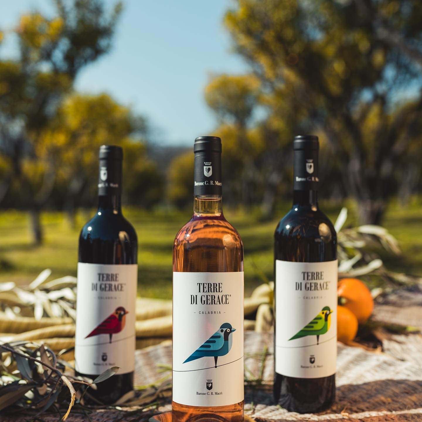 Vino Terre di Gerace premio roma vino 6 - Premio Roma Vino 2025, tra i vini al podio il Terre di Gerace Bianco - 11 Vino Terre di Gerace premio roma vino 6 - Meraviglie di Calabria - 10