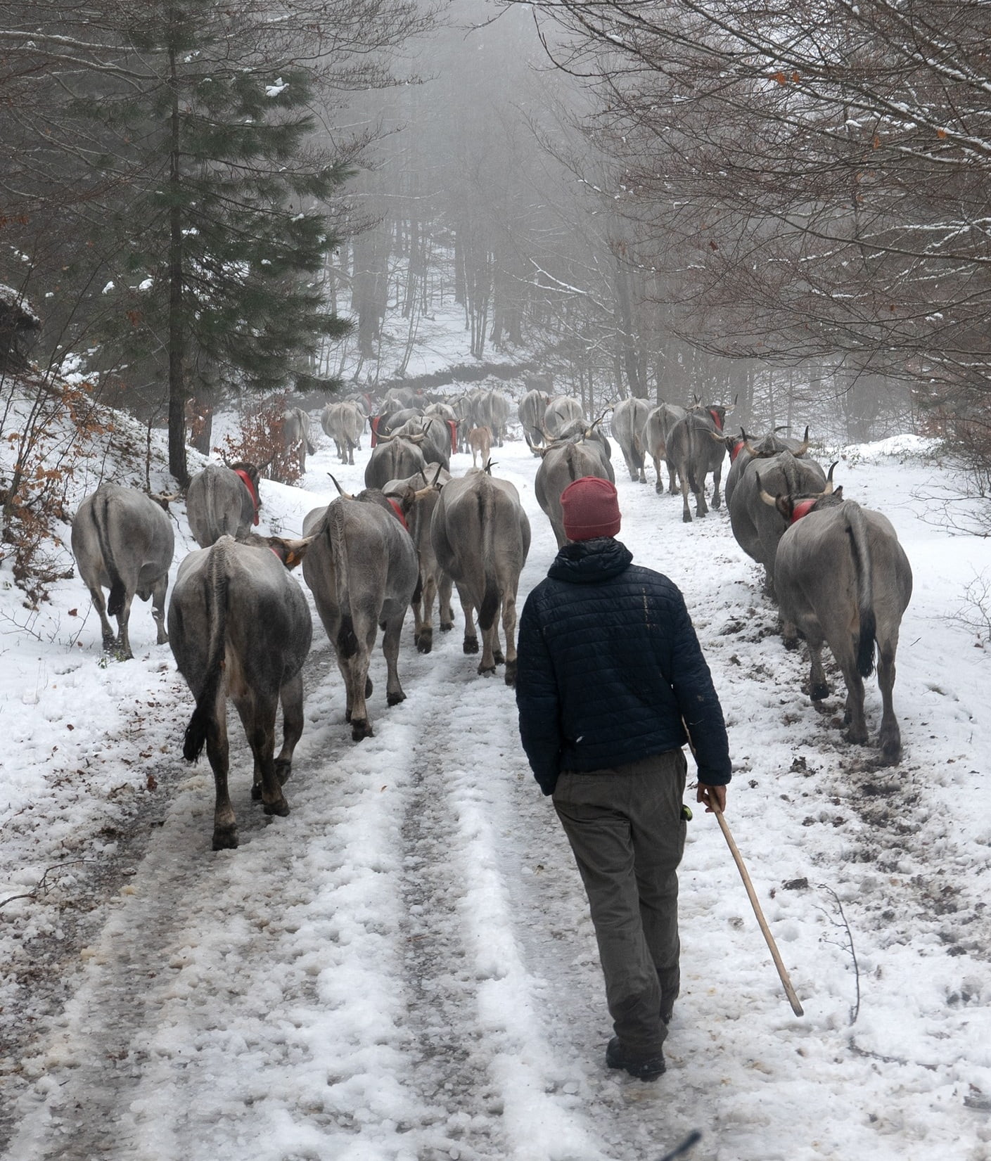 figli del minotauro transumanza - Figli del Minotauro, da Malta un premio al film di Eugenio Attanasio - 7 figli del minotauro transumanza - Meraviglie di Calabria - 6