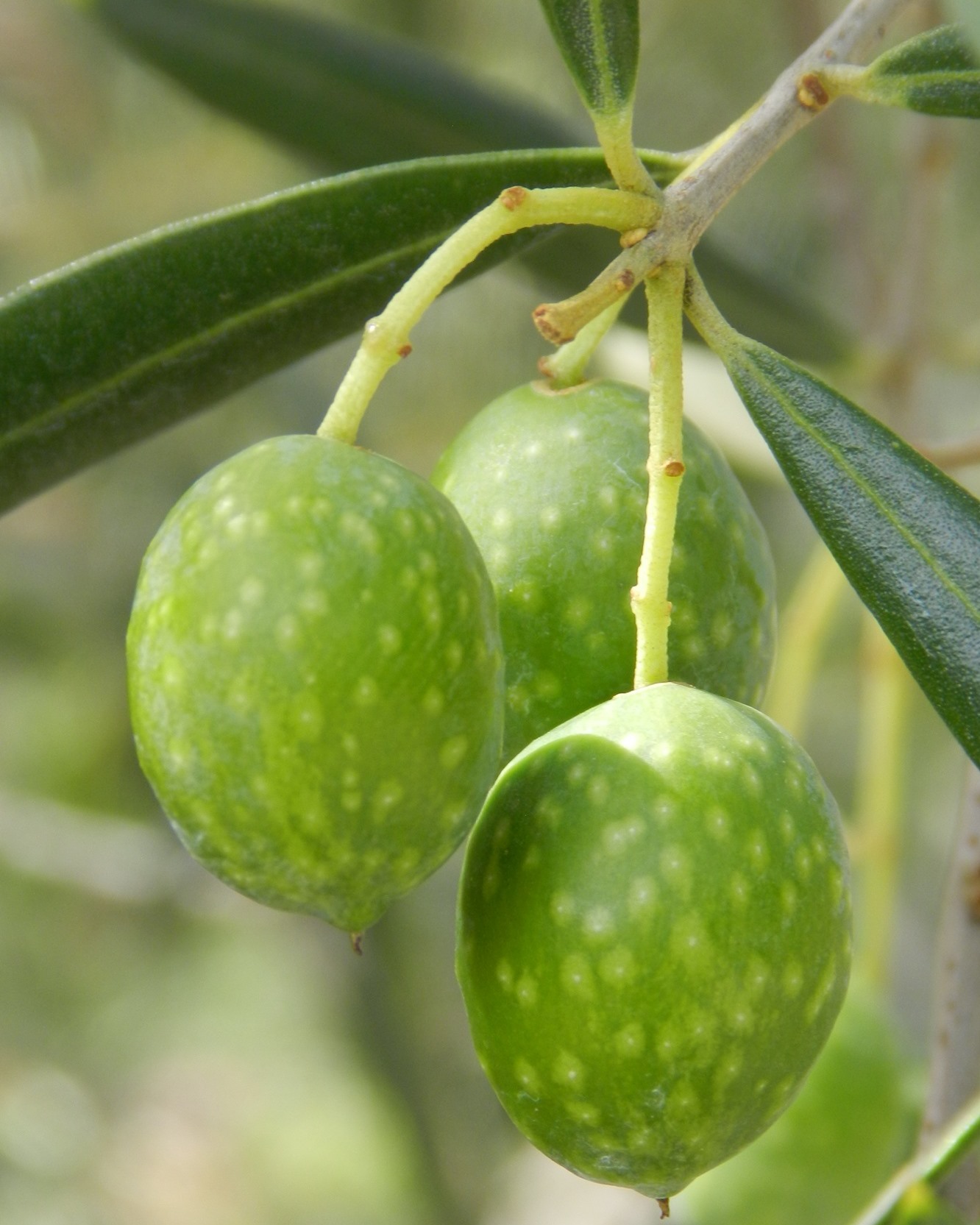 olive1 - Meraviglie di Calabria - 2