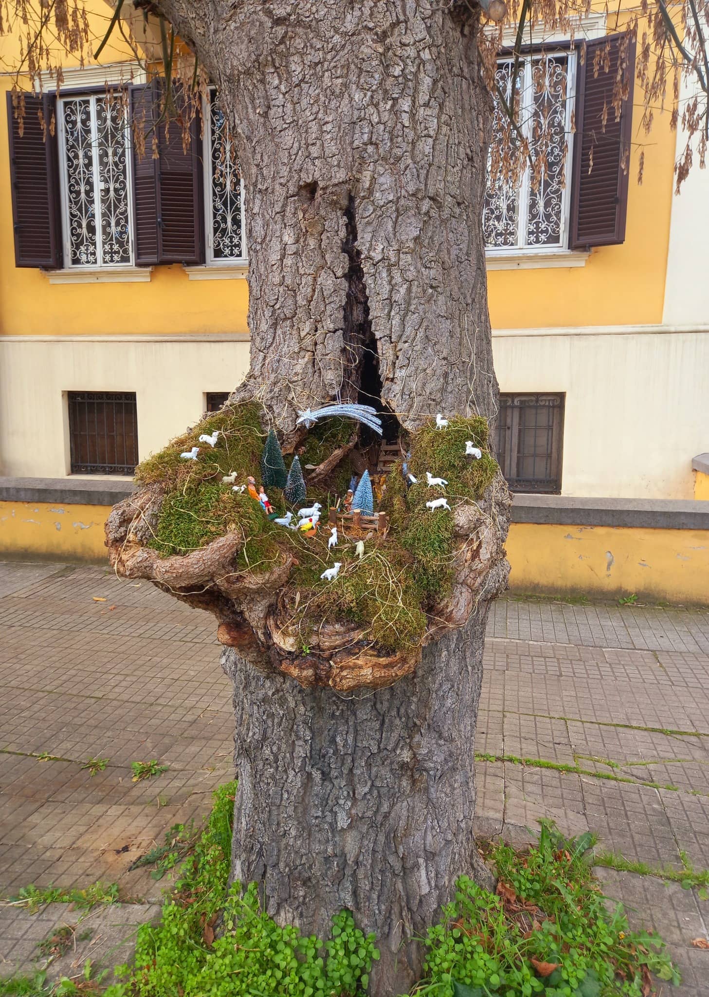 presepe nellalbero cosenza 1 - Meraviglie di Calabria - 6