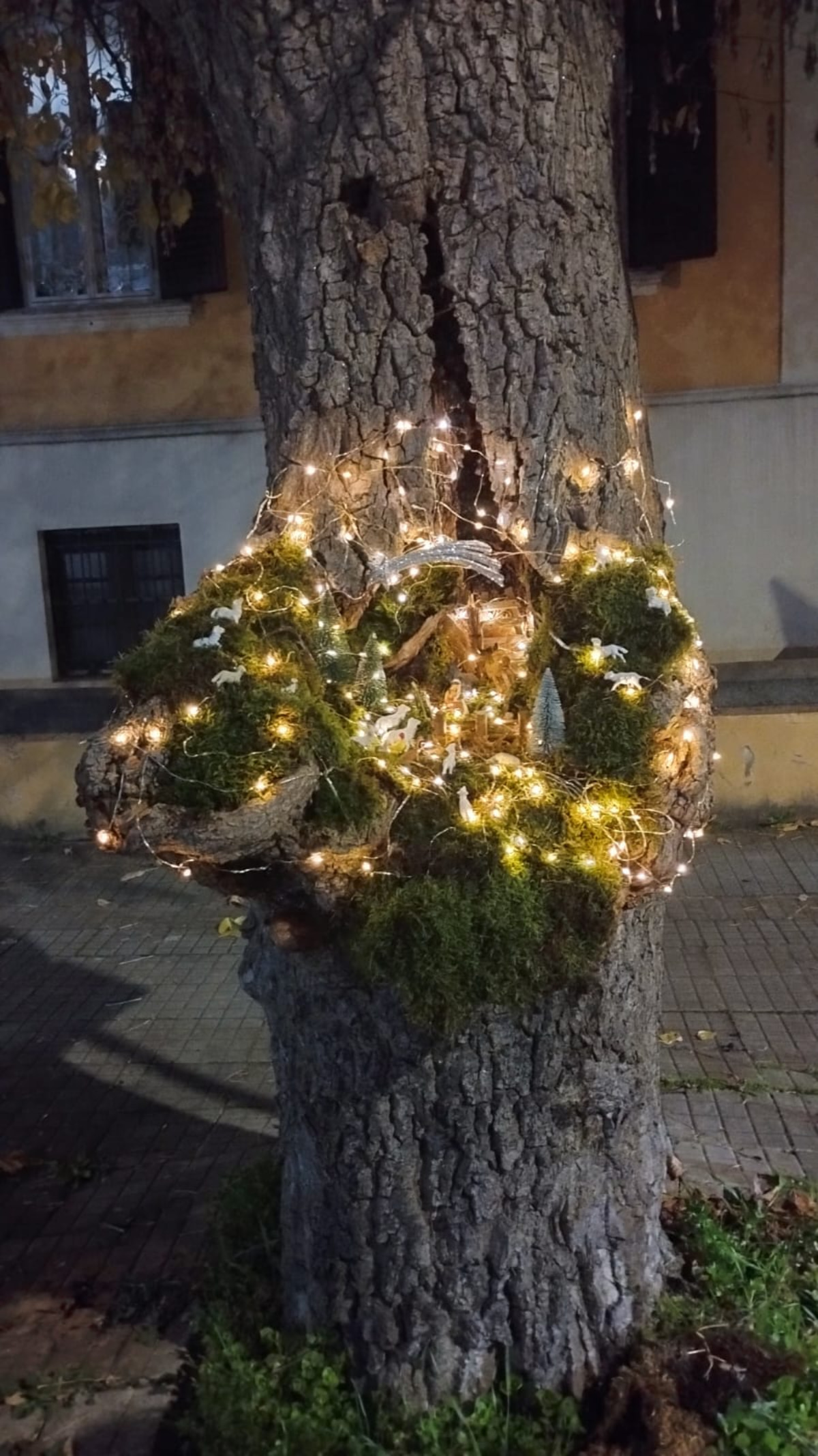 presepe nellalbero cosenza 3 ph Tullio Cerzoso 1 - Meraviglie di Calabria - 2