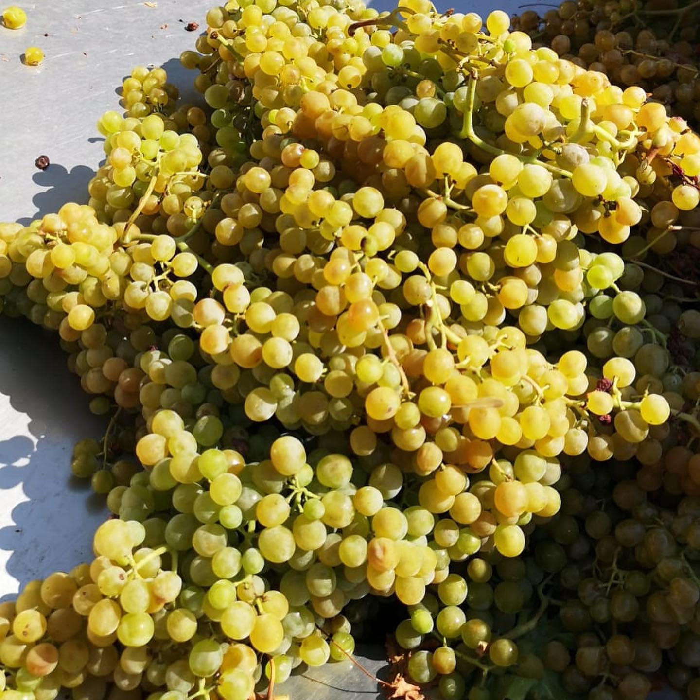 uva greco bianco - Premio Roma Vino 2025, tra i vini al podio il Terre di Gerace Bianco - 9 uva greco bianco - Meraviglie di Calabria - 8