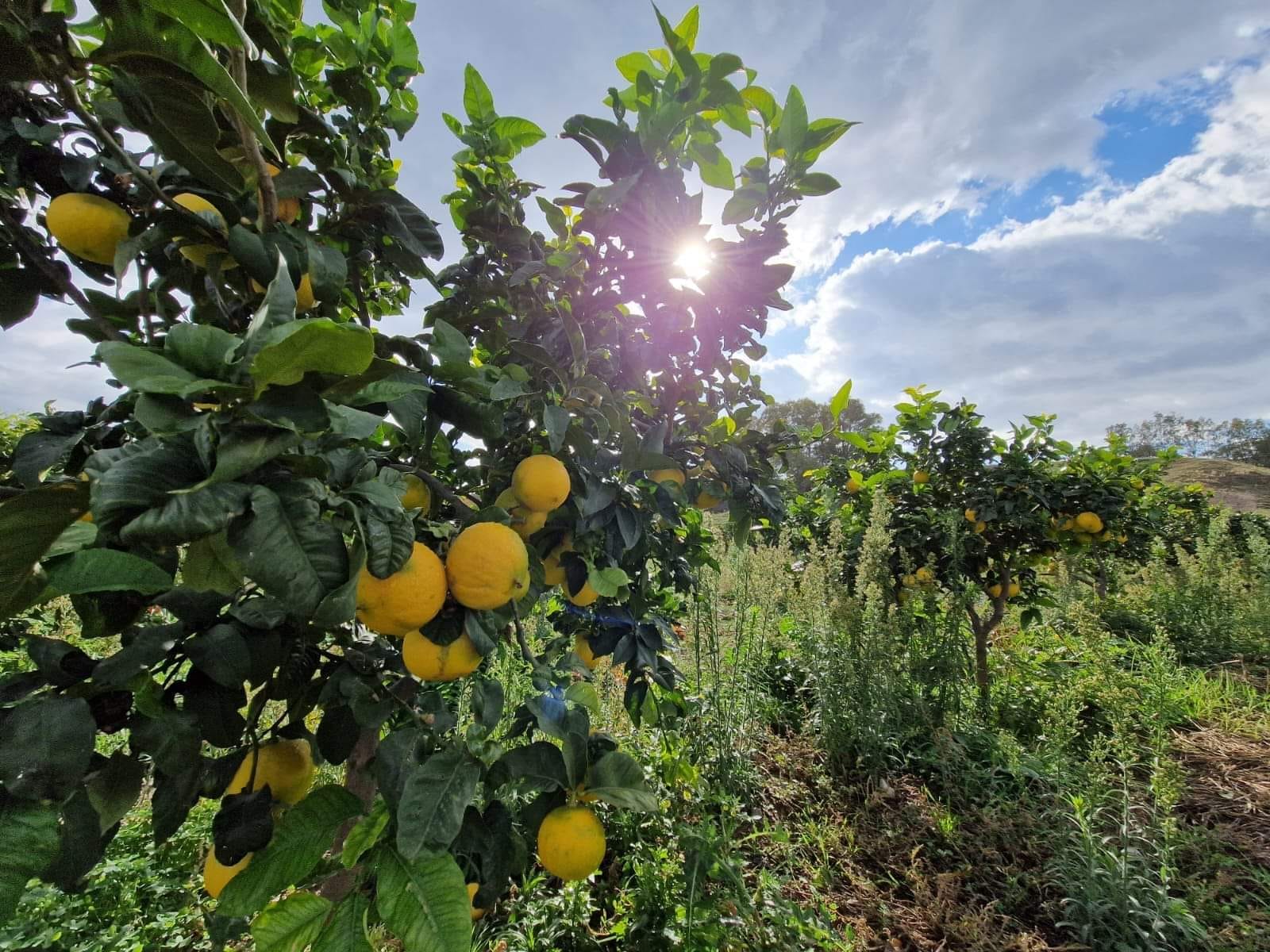 Con il Treno del Bergamotto tutta la storia e i profumi dello Jonio