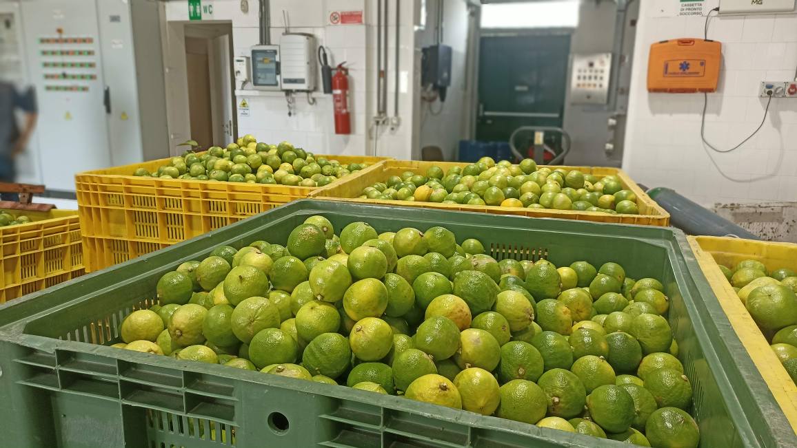 Bergamotto 4 - Con il Treno del Bergamotto tutta la storia e i profumi dello Jonio - 15 Bergamotto 4 - Meraviglie di Calabria - 14