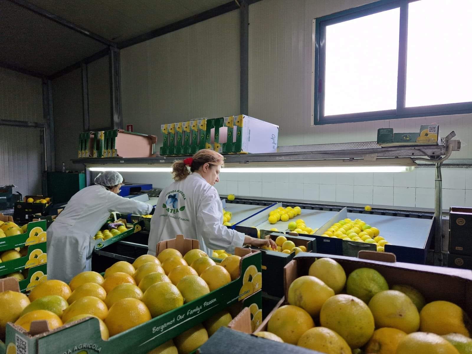 Bergamotto - Con il Treno del Bergamotto tutta la storia e i profumi dello Jonio - 13 Bergamotto - Meraviglie di Calabria - 12
