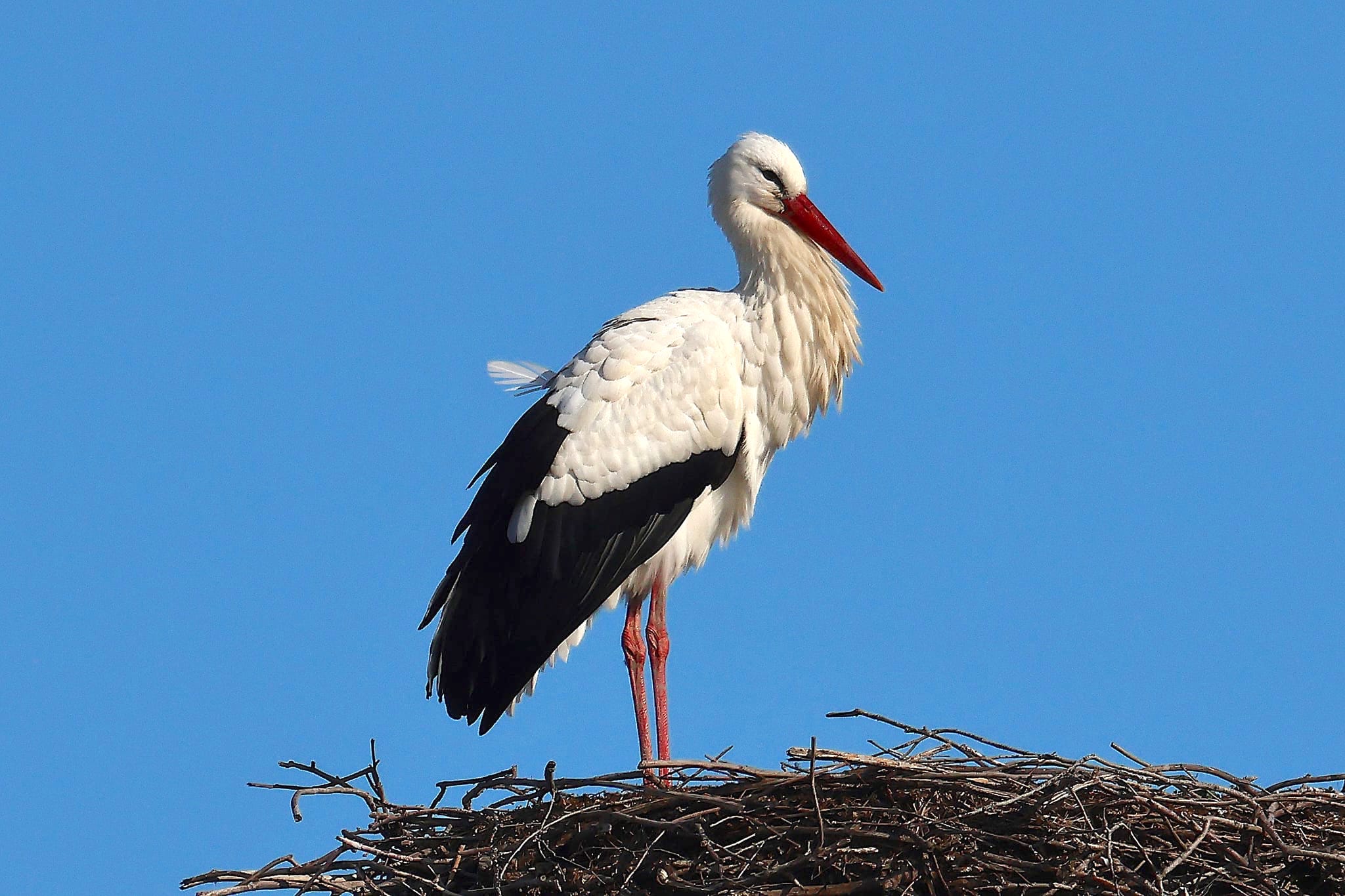 Cicogna LIPU ph Maria Corrado ed Ernesto Napolitano 1 - Capodanno in Calabria anche per la cicogna bianca tornata dal Sahel - 3 Cicogna LIPU ph Maria Corrado ed Ernesto Napolitano 1 - Meraviglie di Calabria - 2