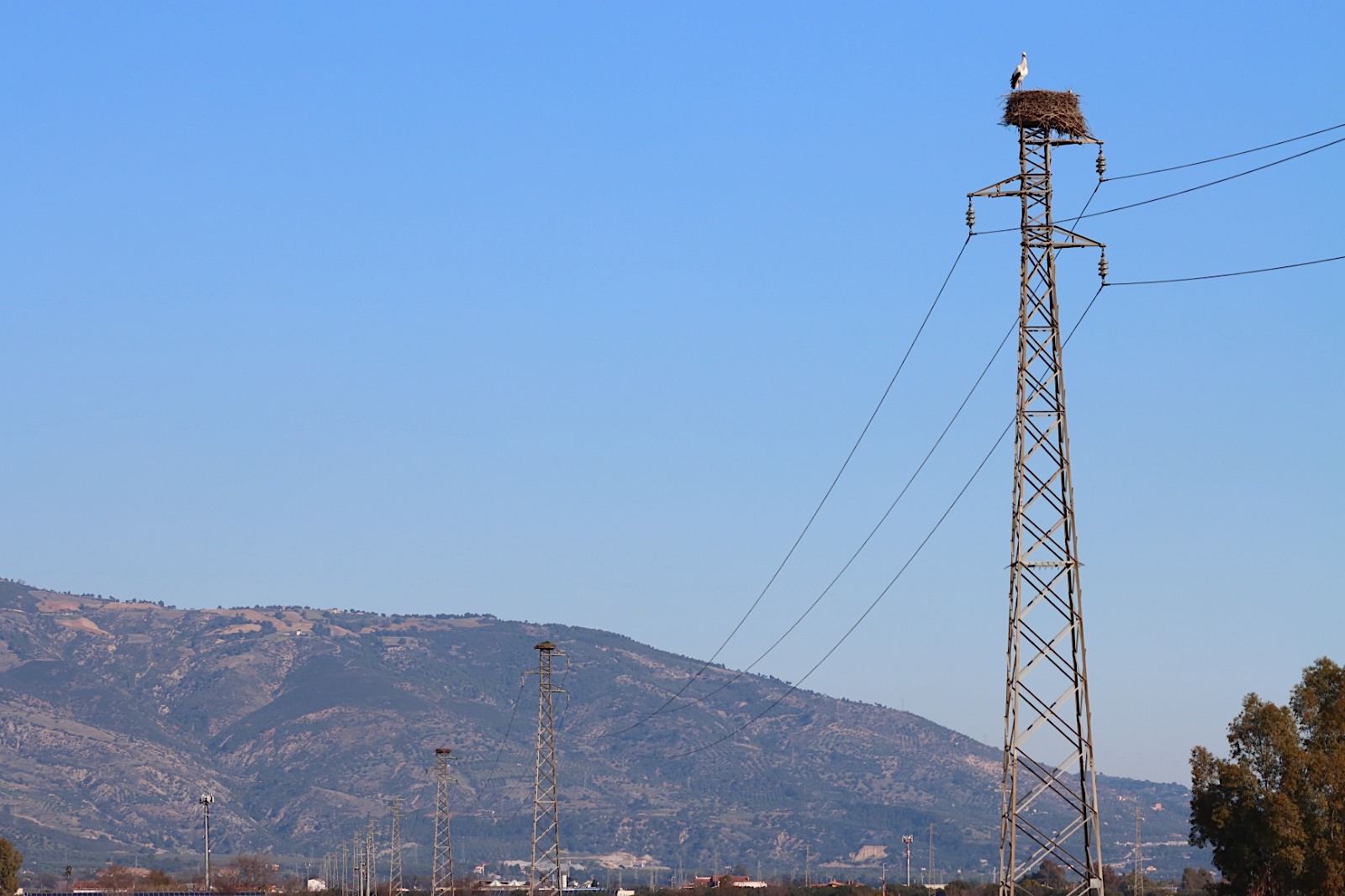 Cicogna LIPU ph Maria Corrado ed Ernesto Napolitano 2 - Capodanno in Calabria anche per la cicogna bianca tornata dal Sahel - 11 Cicogna LIPU ph Maria Corrado ed Ernesto Napolitano 2 - Meraviglie di Calabria - 10