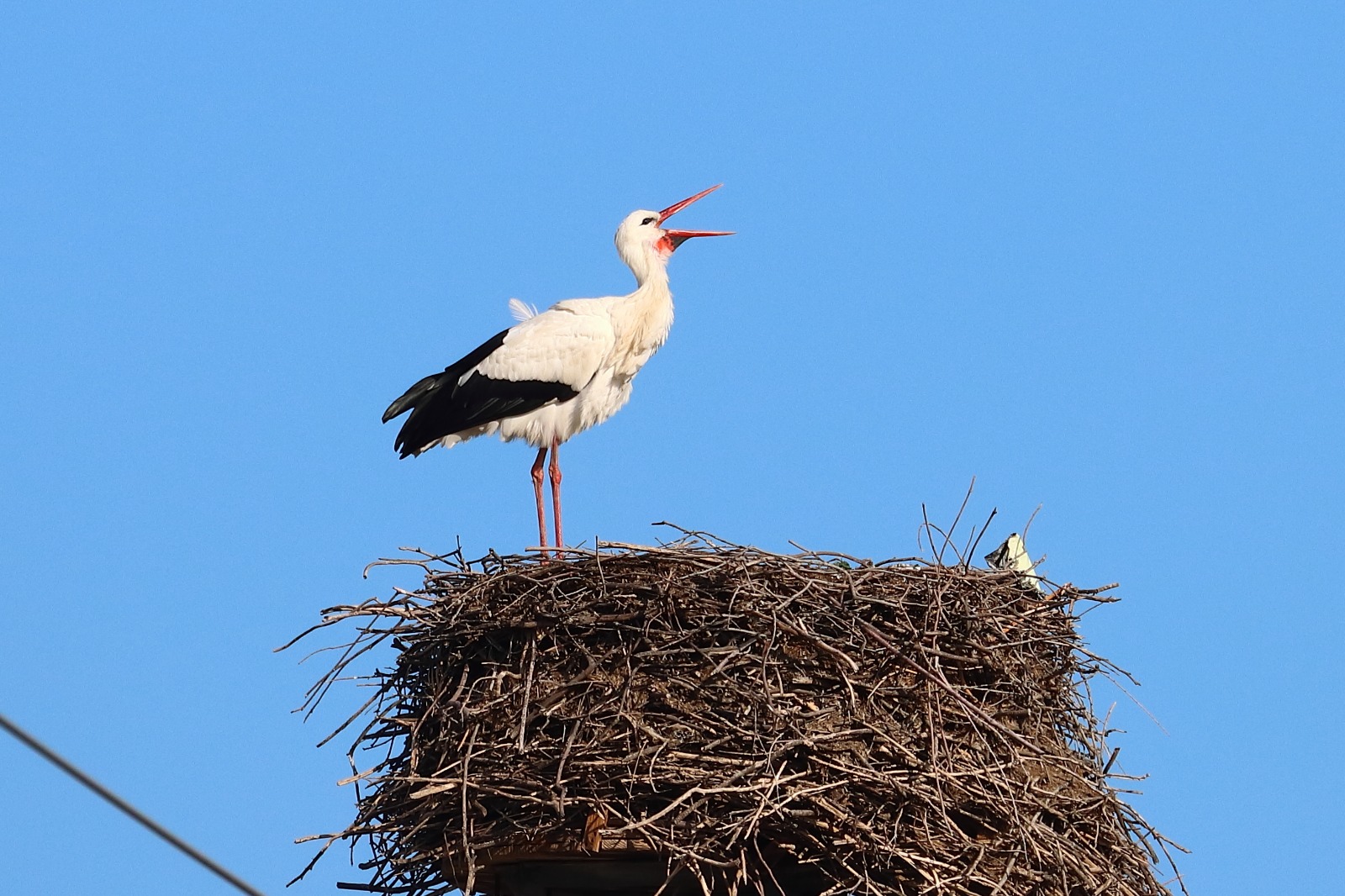 Cicogna LIPU ph Maria Corrado ed Ernesto Napolitano 3 - Capodanno in Calabria anche per la cicogna bianca tornata dal Sahel - 7 Cicogna LIPU ph Maria Corrado ed Ernesto Napolitano 3 - Meraviglie di Calabria - 6