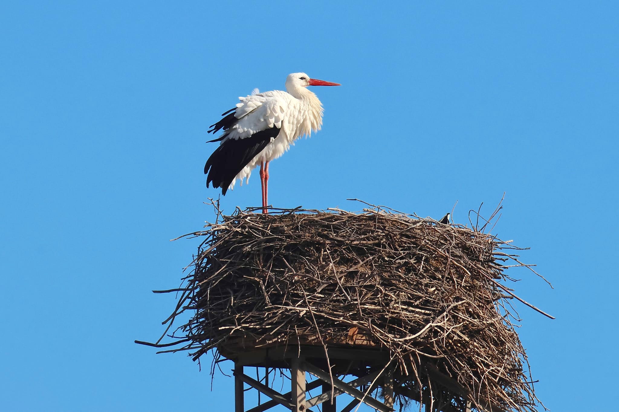 Cicogna LIPU ph Maria Corrado ed Ernesto Napolitano 4 - Capodanno in Calabria anche per la cicogna bianca tornata dal Sahel - 5 Cicogna LIPU ph Maria Corrado ed Ernesto Napolitano 4 - Meraviglie di Calabria - 4