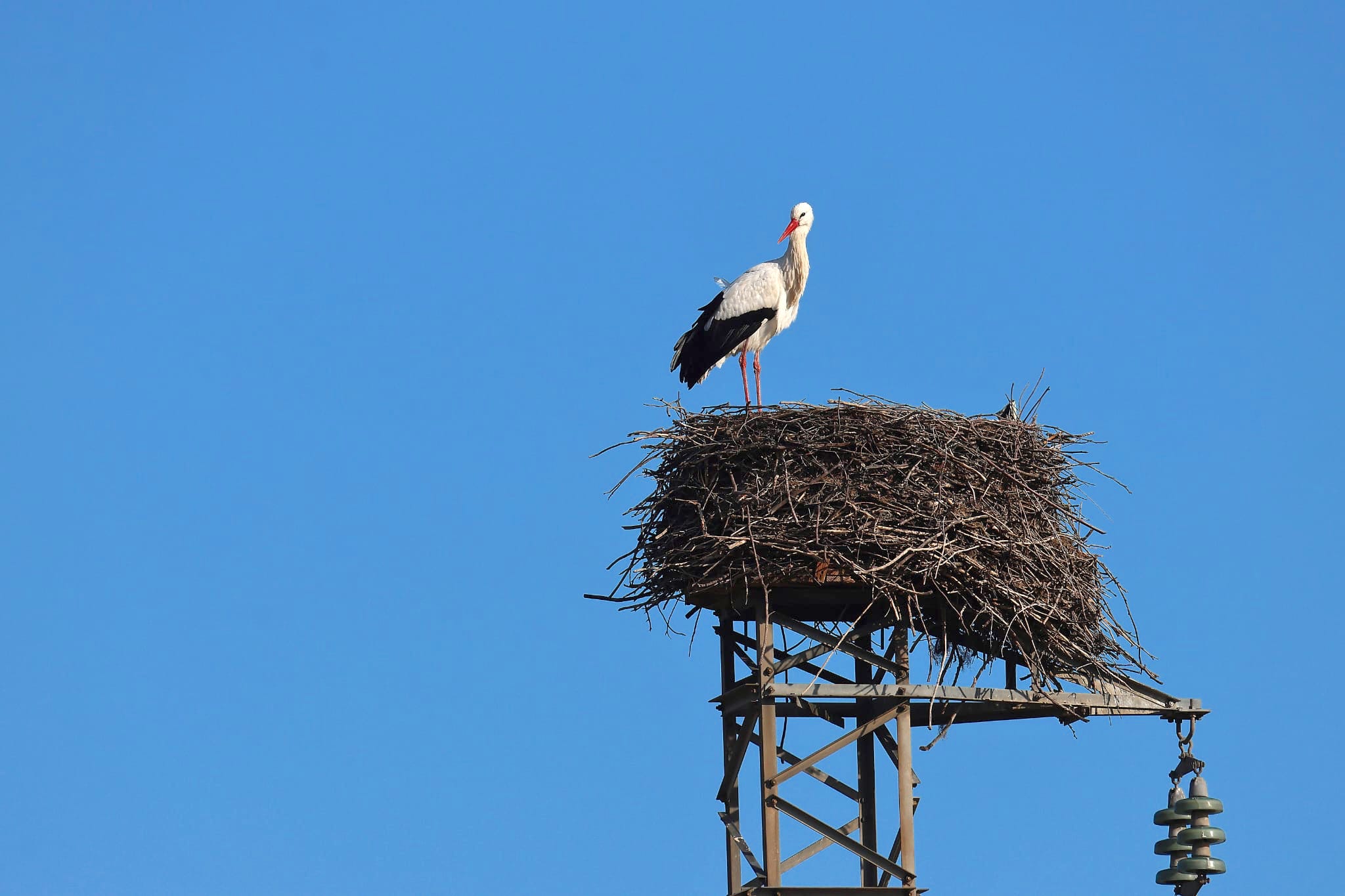 Cicogna LIPU ph Maria Corrado ed Ernesto Napolitano 5 - Capodanno in Calabria anche per la cicogna bianca tornata dal Sahel - 9 Cicogna LIPU ph Maria Corrado ed Ernesto Napolitano 5 - Meraviglie di Calabria - 8