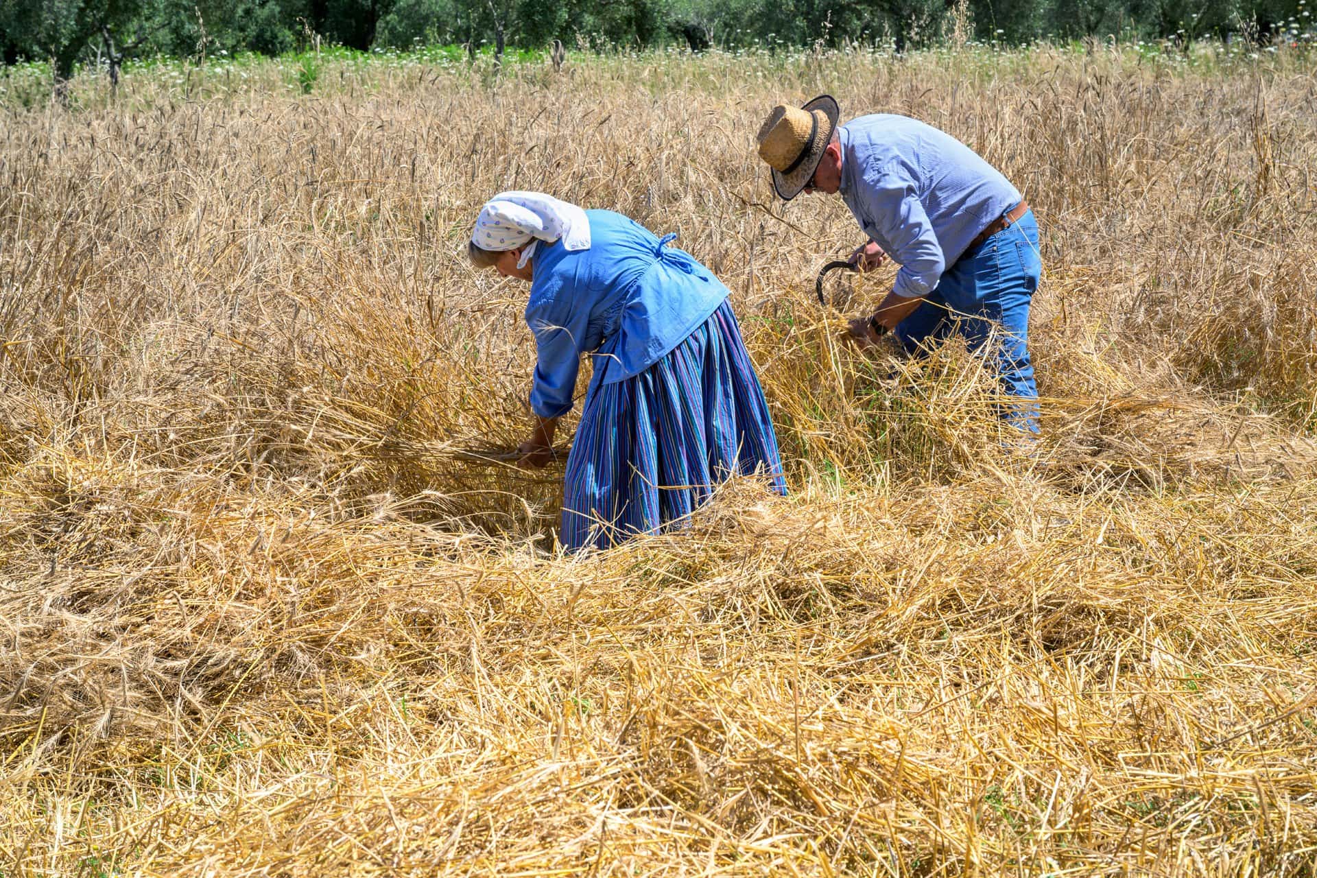 Grani antichi 2 - Meraviglie di Calabria - 8
