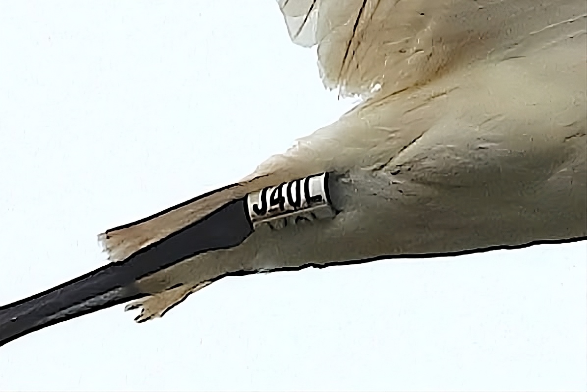 LIPU Spatola inanellata Tarsia 20 - Meraviglie di Calabria - 2