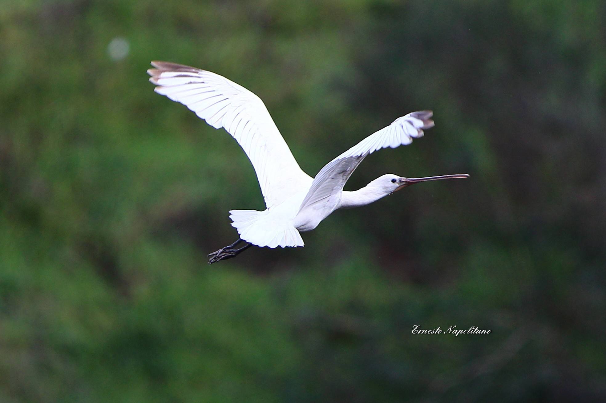 LIPU Spatola inanellata Tarsia Ph Ernesto Napolitano 10 - Meraviglie di Calabria - 10