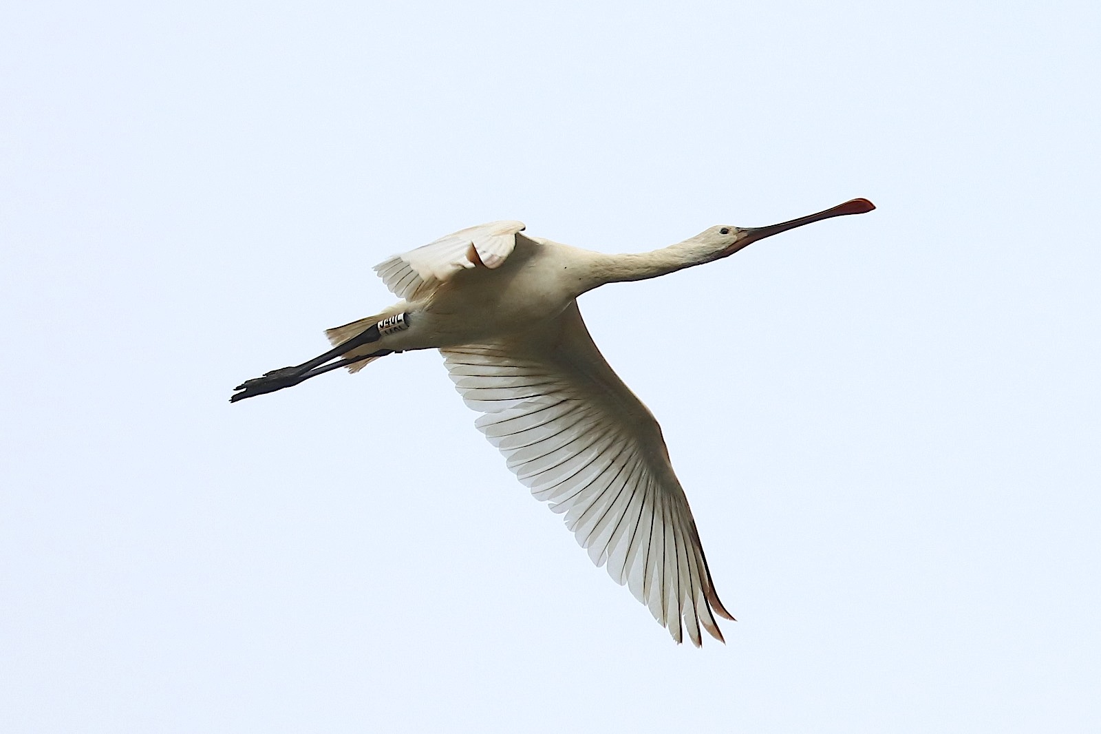 LIPU Spatola inanellata Tarsia Ph Maria Corrado e Ernesto Napolitano 2 - Meraviglie di Calabria - 4