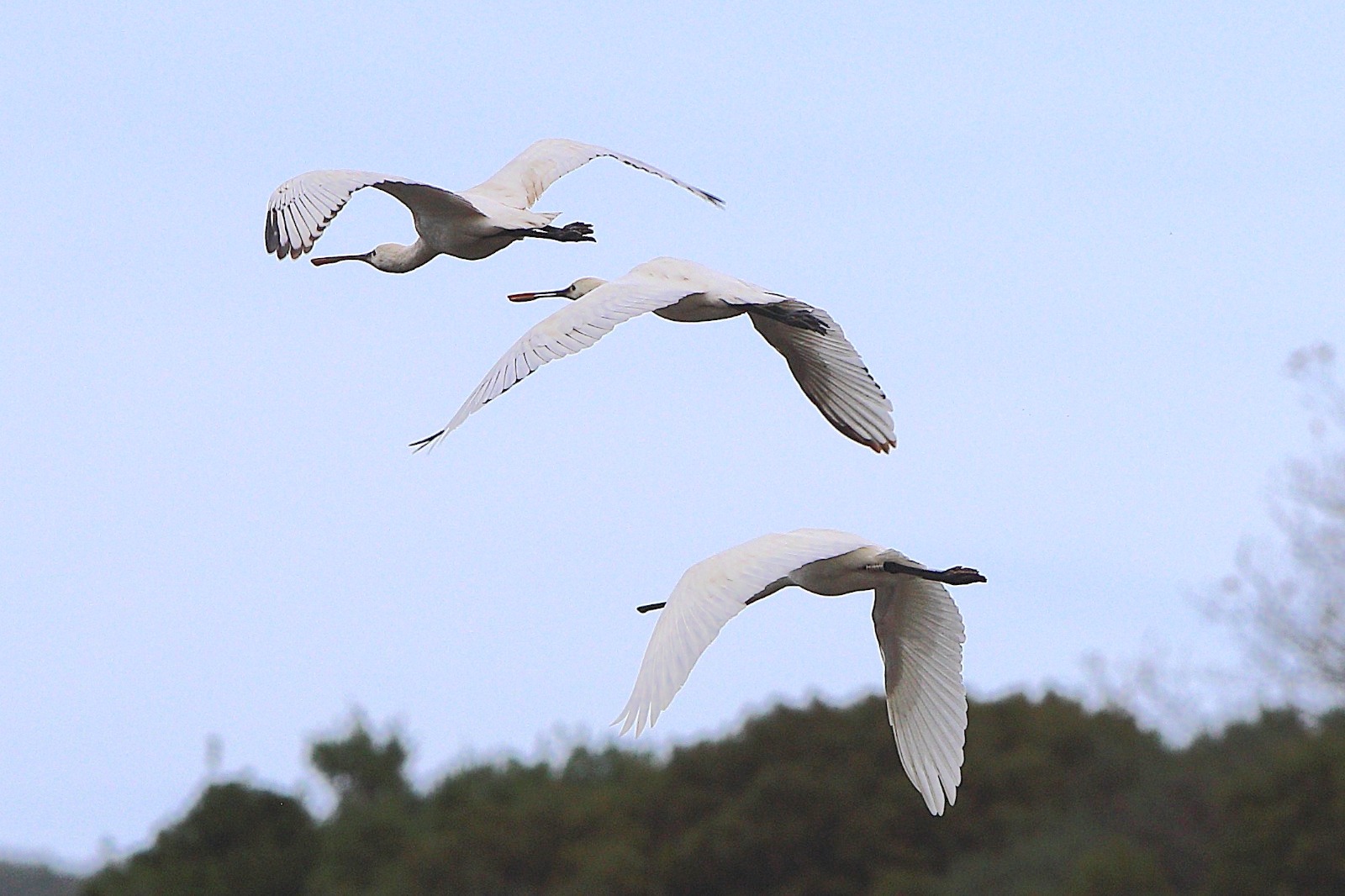 LIPU Spatola inanellata Tarsia Ph Maria Corrado e Ernesto Napolitano 4 - Meraviglie di Calabria - 6