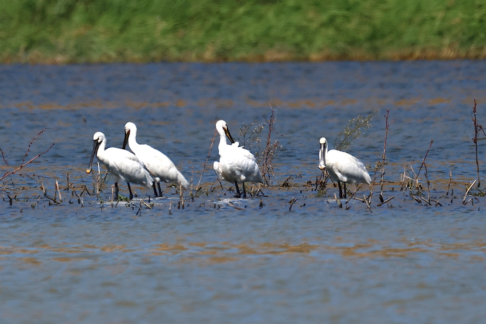LIPU Spatola inanellata Tarsia Ph Maria Corrado e Ernesto Napolitano 5 - Meraviglie di Calabria - 8