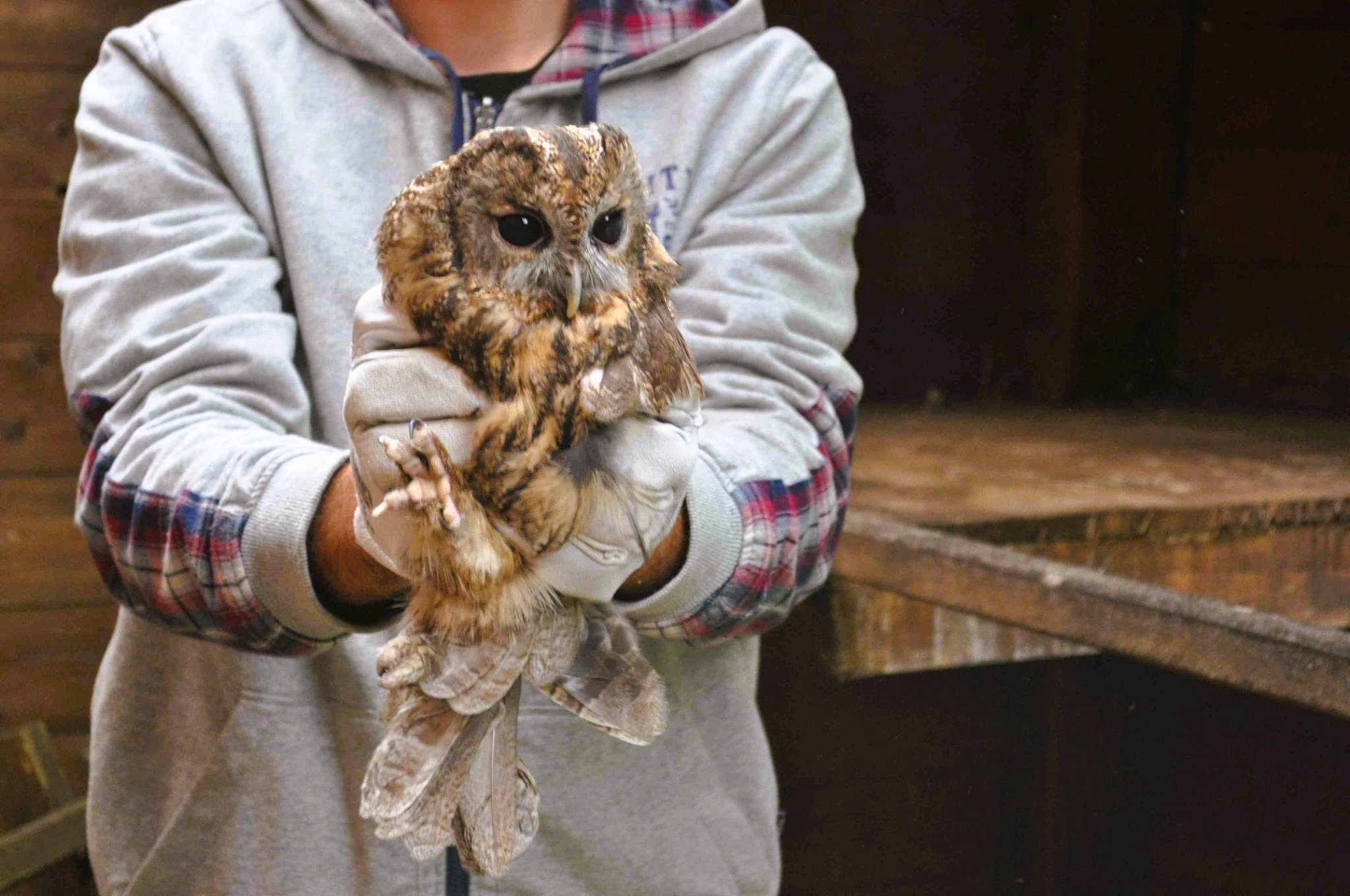 Pollino acquaformosa centro faunistico - Pollino, manutenzione delle aree verdi e nuovi servizi di bike sharing - 9 Pollino acquaformosa centro faunistico - Meraviglie di Calabria - 8