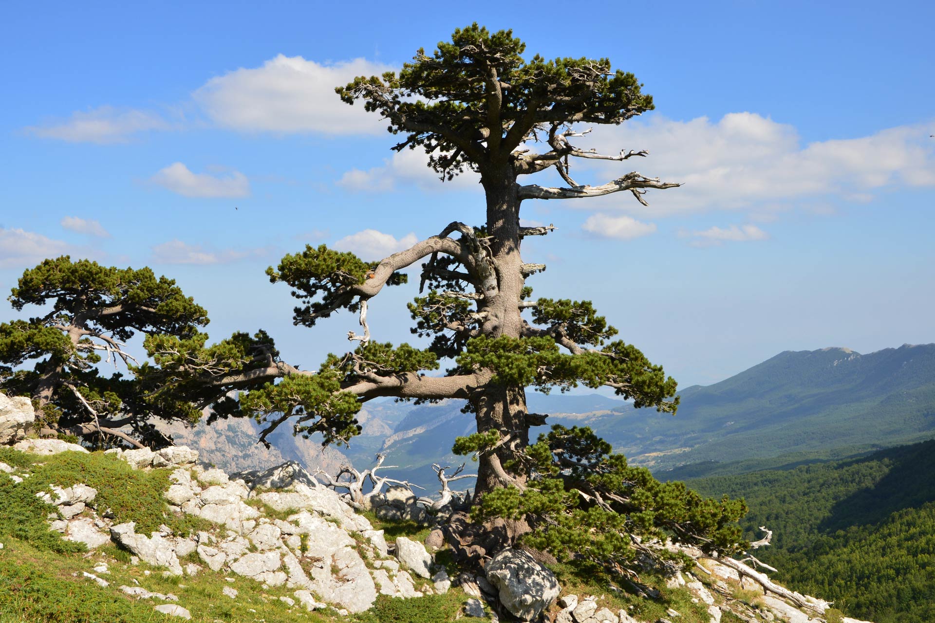 Pollino pino loricato ph Parco Pollino - Sul magazine di Trenitalia i Parchi calabresi tra le mete di primavera - 7 Pollino pino loricato ph Parco Pollino - Meraviglie di Calabria - 6