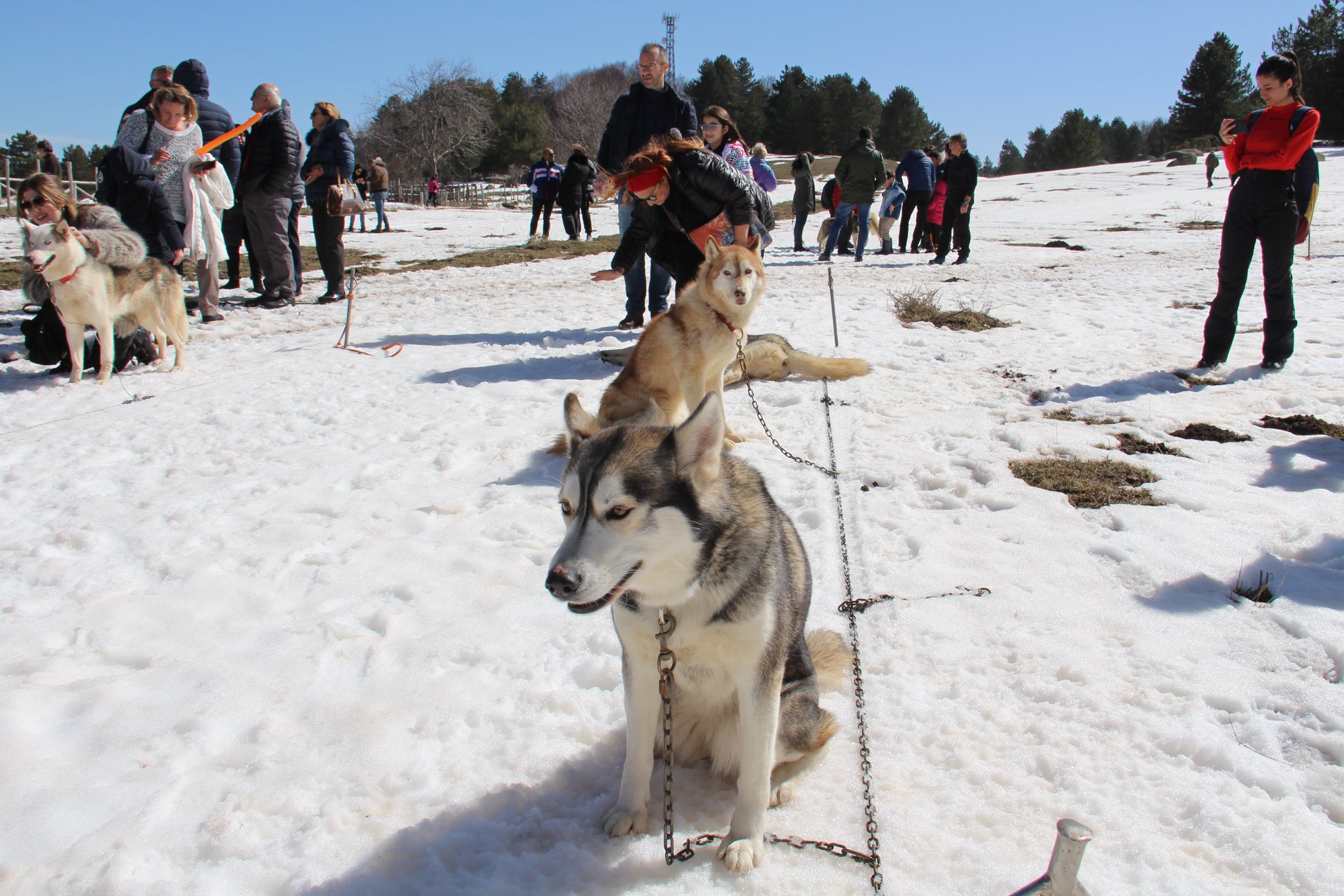 Sila neve sleddog 1 - Meraviglie di Calabria - 22