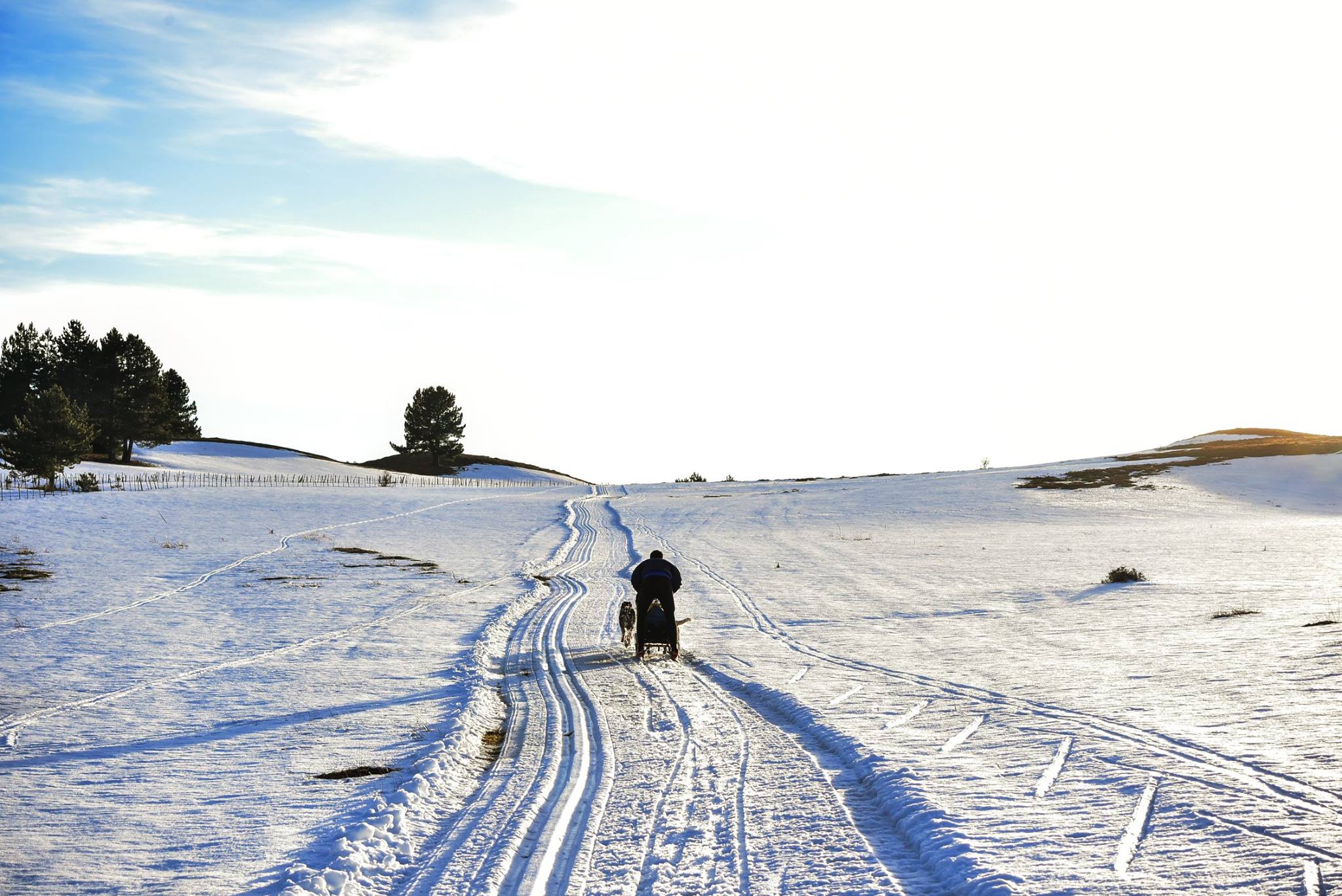 Sila neve sleddog - Meraviglie di Calabria - 24