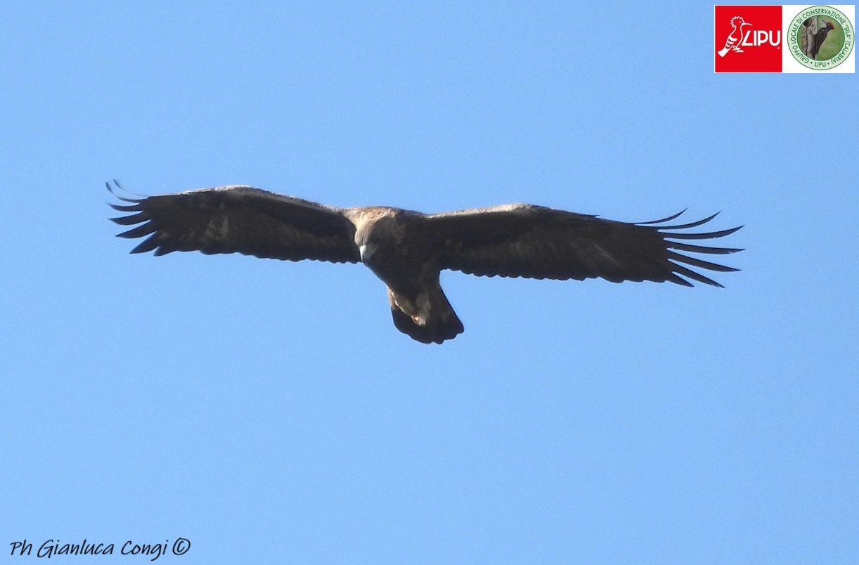 Uccelli Aquila reale ph Gianluca Congi - Meraviglie di Calabria - 6