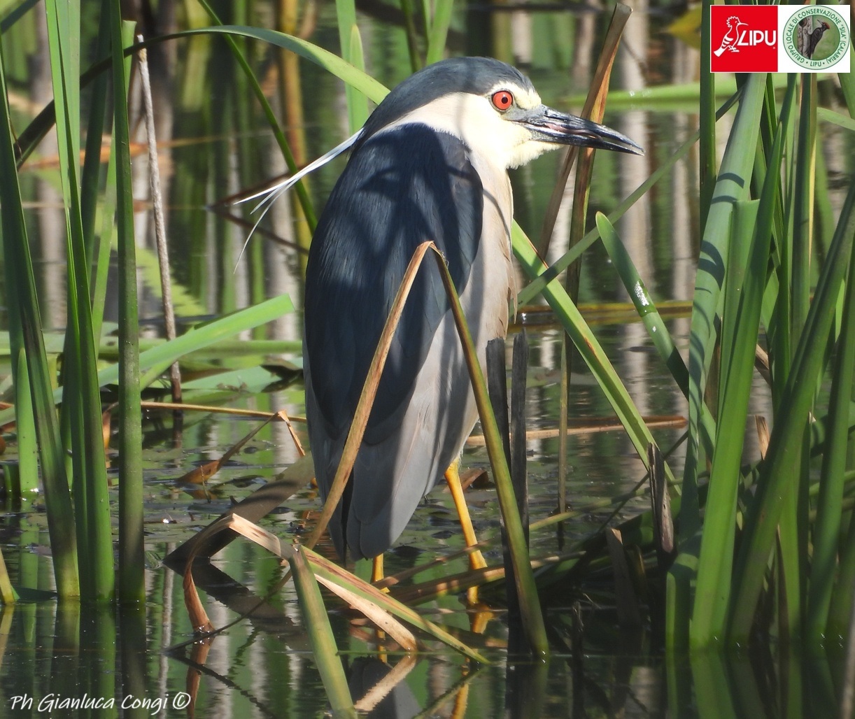 Uccelli Nitticora ph Gianluca Congi - Meraviglie di Calabria - 4