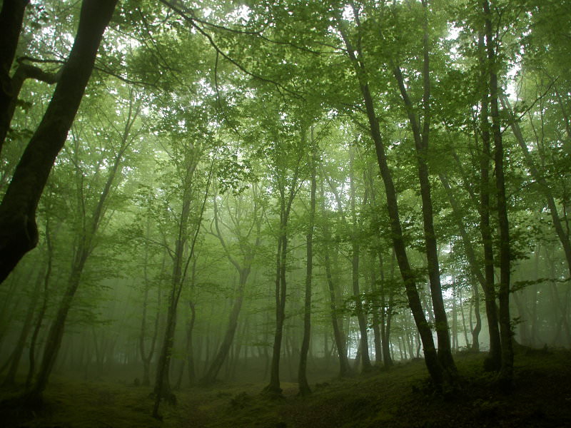 bosco delle fate parco aspromonte - Meraviglie di Calabria - 2