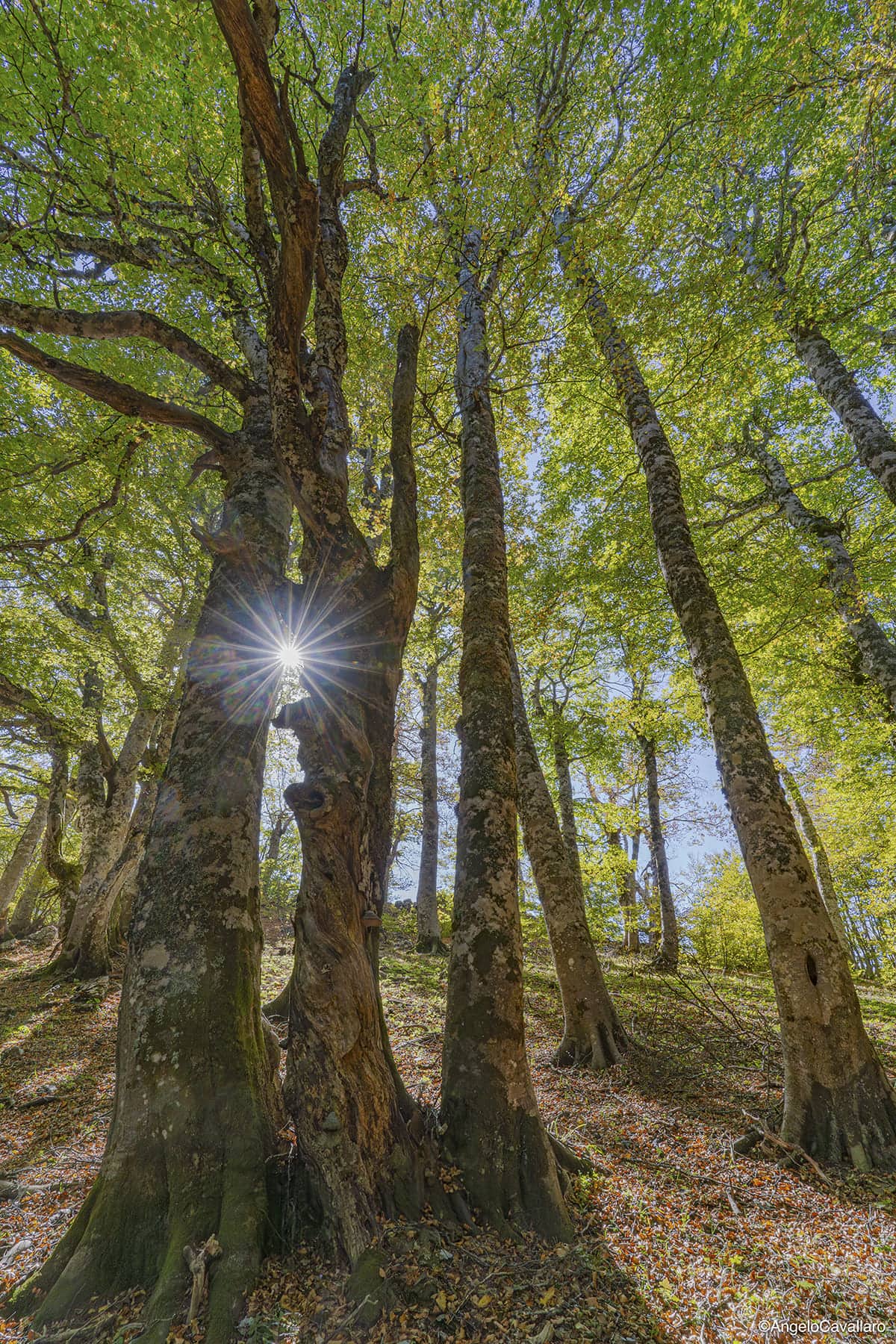 parco nazionale pollino faggete vetuste cozzo ferriero ph Angelo Cavallaro 1 - Meraviglie di Calabria - 6