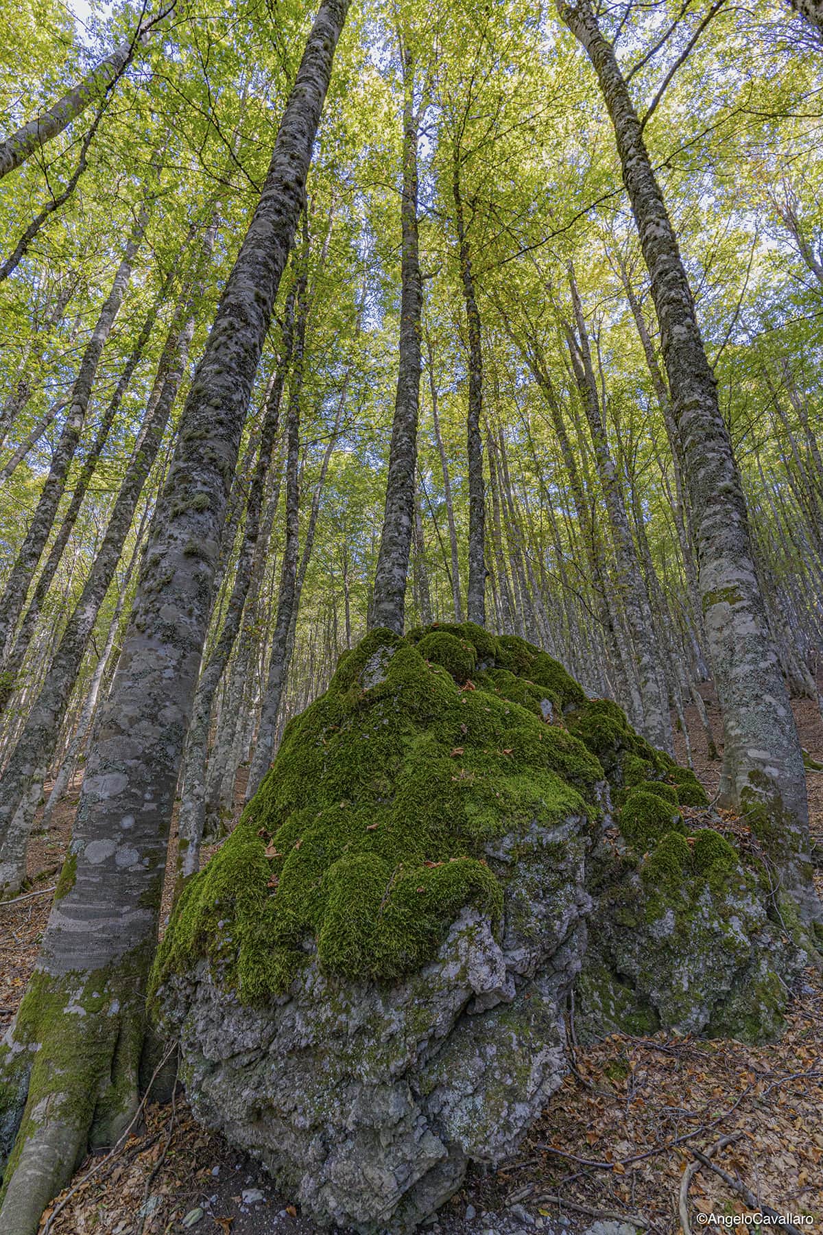 parco nazionale pollino faggete vetuste cozzo ferriero ph Angelo Cavallaro 2 - Meraviglie di Calabria - 2