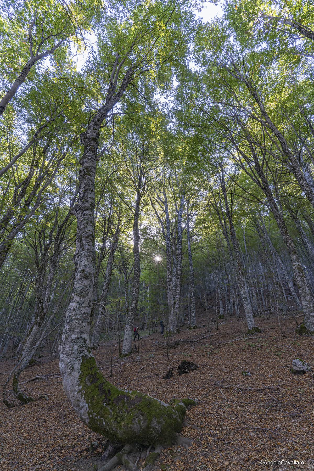 parco nazionale pollino faggete vetuste cozzo ferriero ph Angelo Cavallaro 3 - Meraviglie di Calabria - 4
