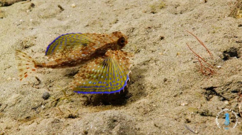stretto di messina documentario CRIMAC 11 - Meraviglie di Calabria - 16