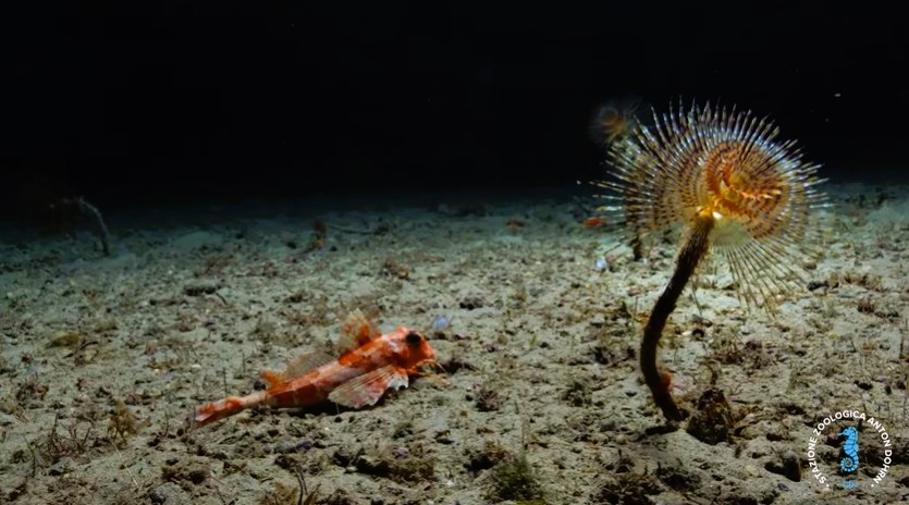 stretto di messina documentario CRIMAC 12 - Meraviglie di Calabria - 18