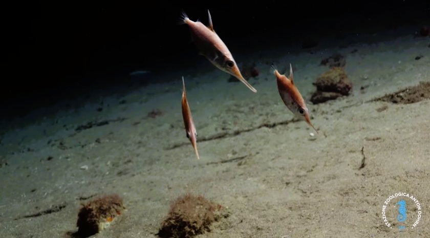 stretto di messina documentario CRIMAC 13 - Meraviglie di Calabria - 14