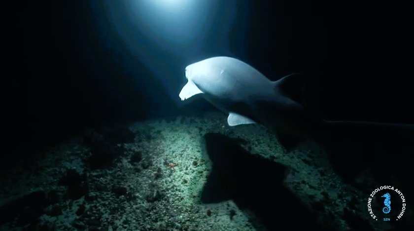 stretto di messina documentario CRIMAC 14 - Meraviglie di Calabria - 12