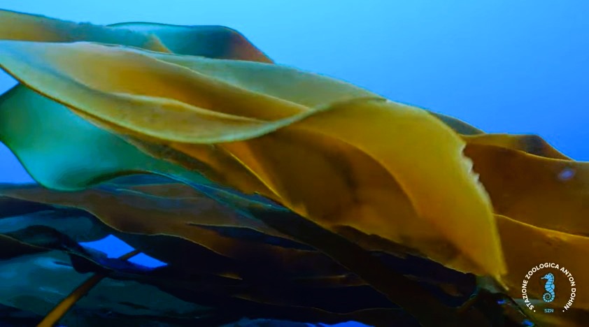 stretto di messina documentario CRIMAC 15 - Meraviglie di Calabria - 28