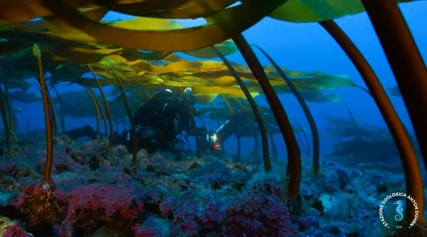 stretto di messina documentario CRIMAC 16 - Meraviglie di Calabria - 26
