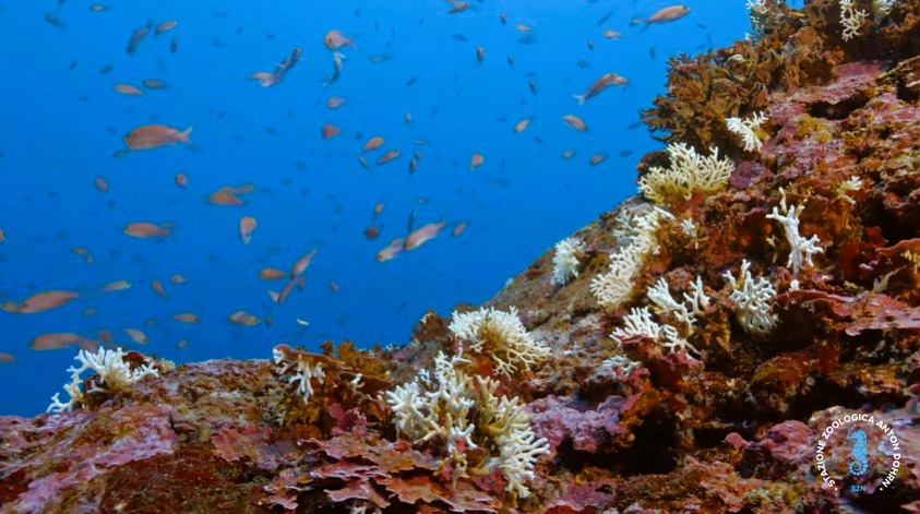 stretto di messina documentario CRIMAC 27 - Meraviglie di Calabria - 40