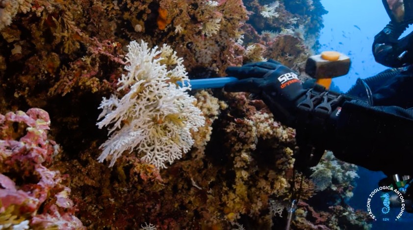 stretto di messina documentario CRIMAC 28 - Meraviglie di Calabria - 38