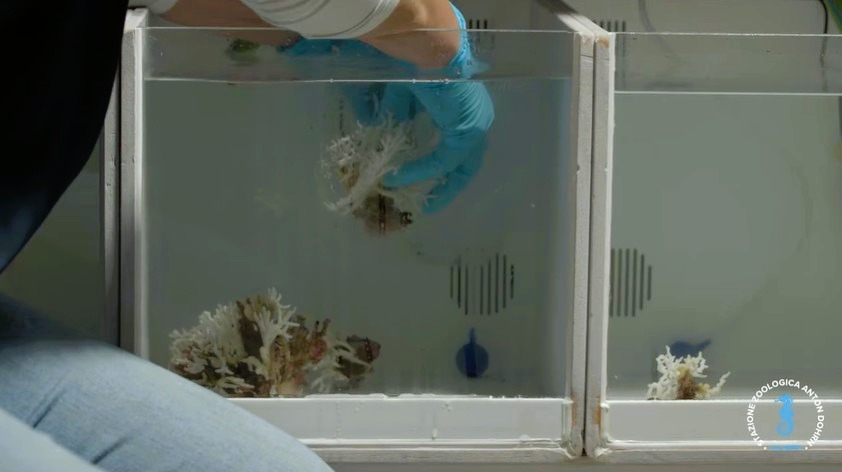 stretto di messina documentario CRIMAC 29 - Meraviglie di Calabria - 44