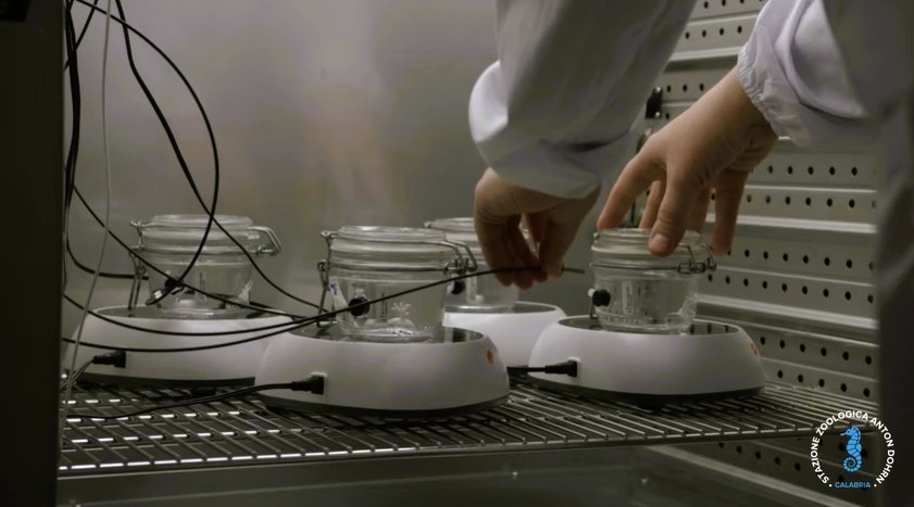 stretto di messina documentario CRIMAC 31 - Meraviglie di Calabria - 46