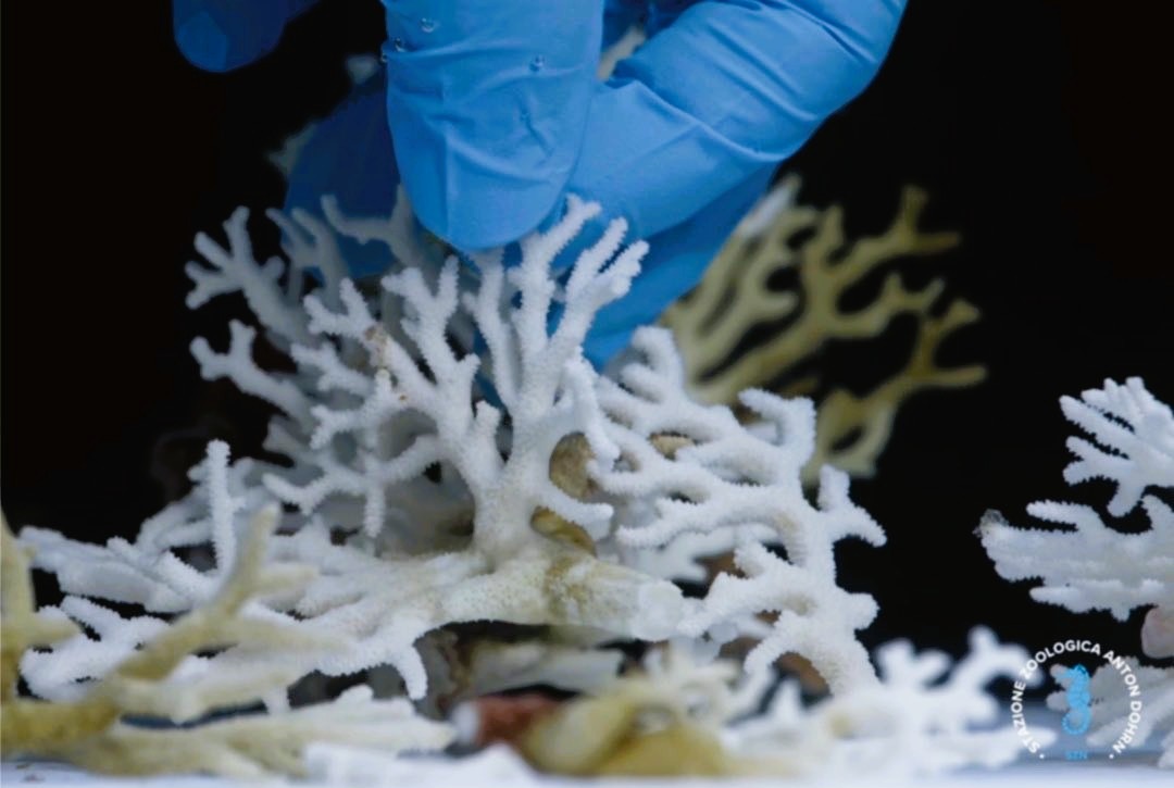 stretto di messina documentario CRIMAC 32 - Meraviglie di Calabria - 48