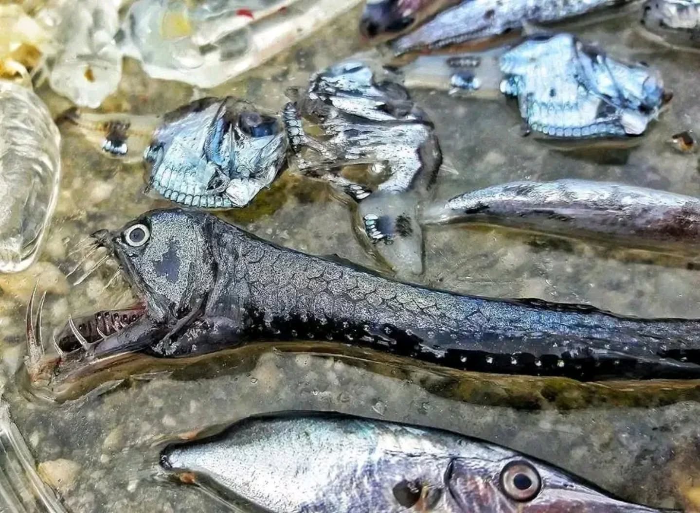 stretto di messina documentario CRIMAC 33 - Meraviglie di Calabria - 10