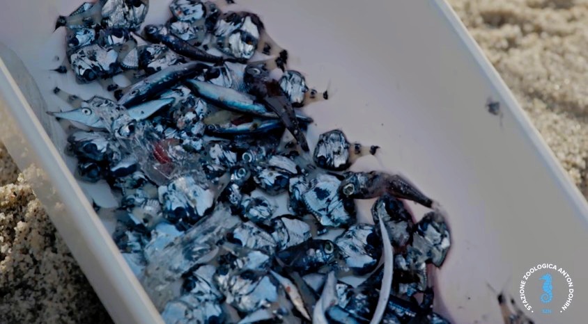 stretto di messina documentario CRIMAC 35 - Meraviglie di Calabria - 8