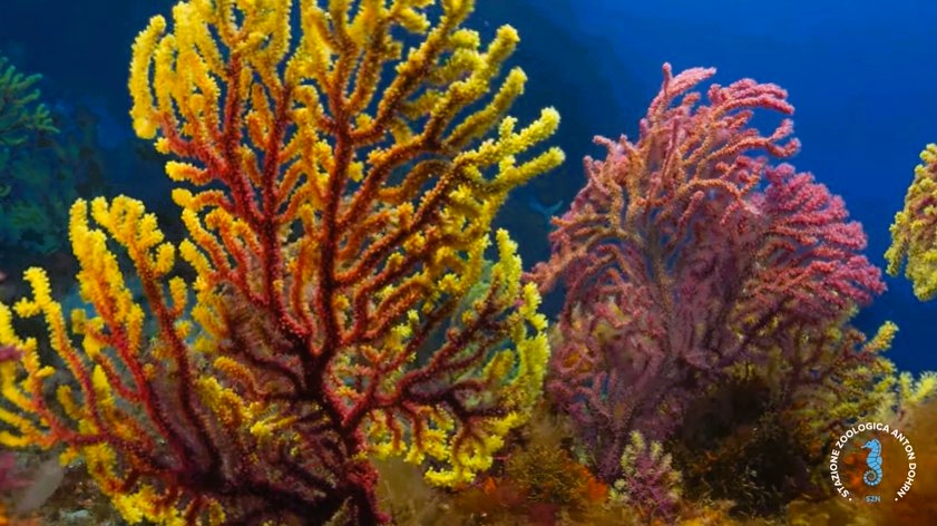 stretto di messina documentario CRIMAC 5 - Meraviglie di Calabria - 20