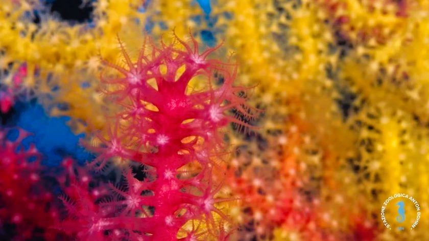 stretto di messina documentario CRIMAC 7 - Meraviglie di Calabria - 22