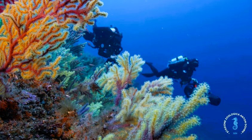 stretto di messina documentario CRIMAC 9 - Meraviglie di Calabria - 24